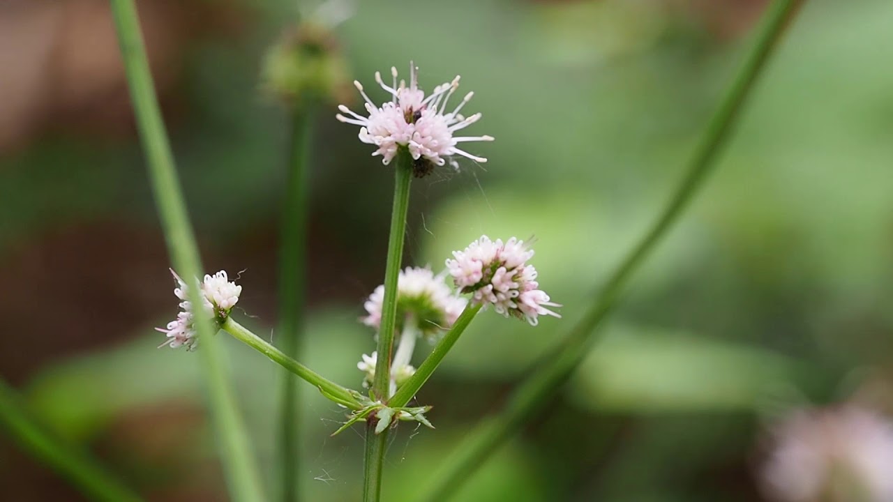 Sanicula europaea - YouTube