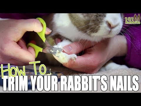 YouTube video about: How to keep rabbits nails short without cutting?