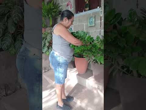 Marina González Acuña. Pueblo Nuevo. Estelí. Nicaragua.