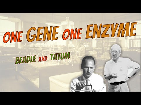 One Gene One Enzyme | Beadle  and Tatum