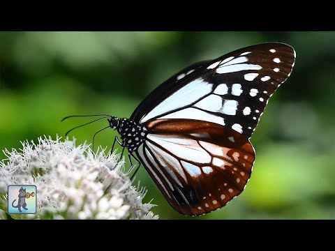 Breathtaking Nature Scenery on Planet Earth & The Best Relax Music (1080p HD)