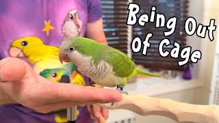 Quaker Parrot Practicing Coming Out of Cage