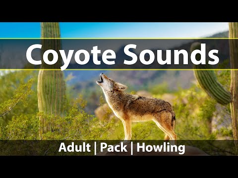 Coyote Sounds: Listen to howling, yipping, and screaming sounds of coyotes