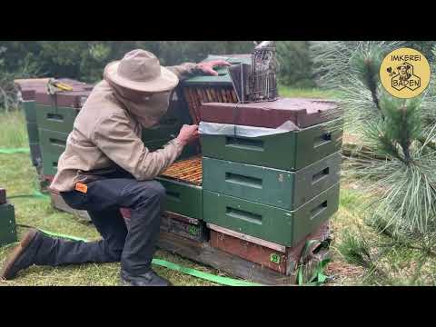 Blütenhonig | Imkerei Baden