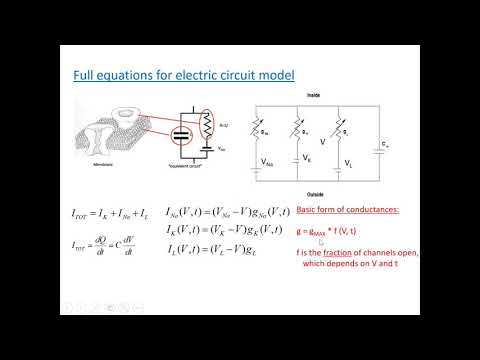 PHYS 410: The Hodgkin-Huxley model