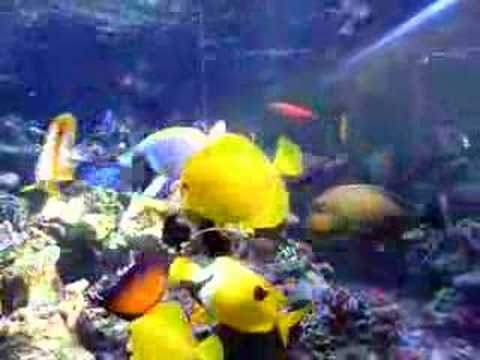 Reef Tank Feeding Frenzy