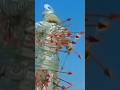 Unknown Facts About Old Mahabharat Mahabharat Shorts