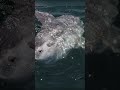 The Biggest And Most Useless Fish In The Ocean #shorts
