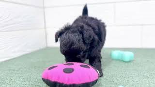 ハーフ犬の動画01