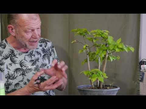 Ulmus minor: Habe ich die Apikaldominanz im Griff?