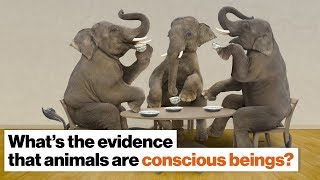 What evidence is there that animals are conscious beings? | Frans de Waal