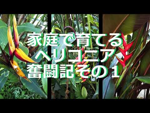 園芸 Rostrate ヘリコニア、ロブスタークロー