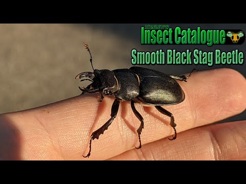 Smooth Black Stag Beetle - The Specimen at Hand (Lucanus placidus)