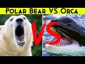 Polar Bear vs. Killer Whale