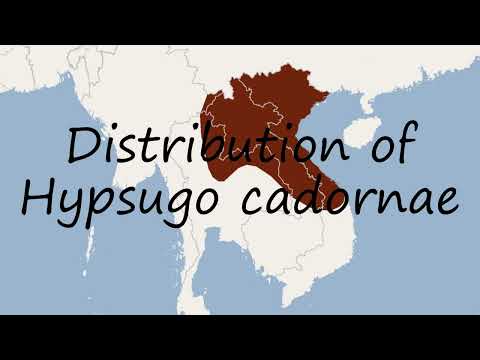 How to pronounce Distribution of Hypsugo cadornae in English?