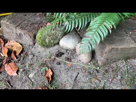 Roundneck Sexton Beetle -Nicrophorus orbicollis-