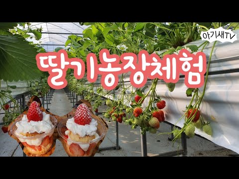 [아이랑갈만한곳] 딸기농장체험
