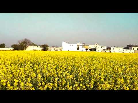 Sarson🪻😘 ka khet ka video🥰 #viralvideo #trending