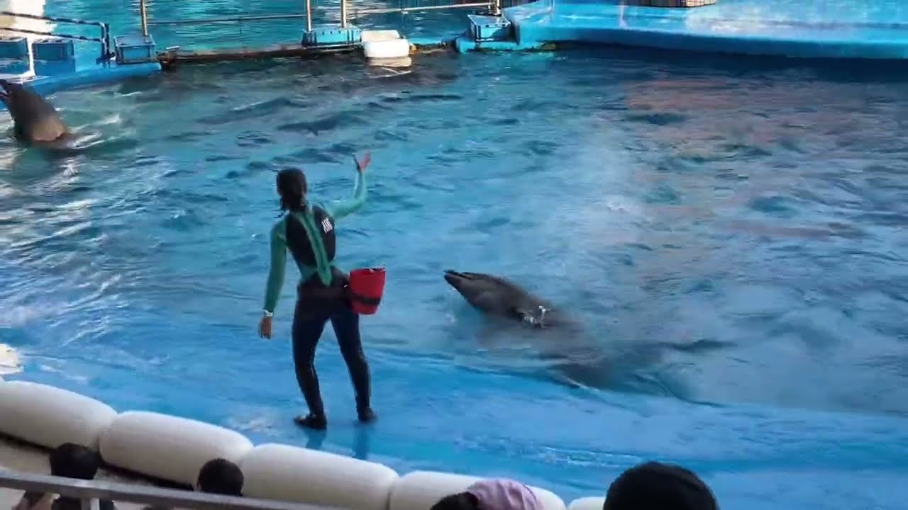 Experience the dolphin show at Umino-Mori Aquarium.