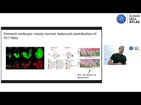 Single cell flows over developmental manifolds