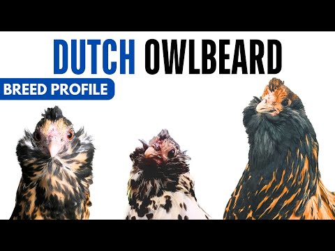 Dutch Owlbeard Breed Profile History Health Issues - Dutch Owlbeard Chicken Egg Ratio Lifespan