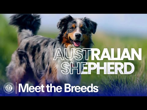 Australian Shepherd breed video