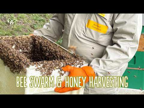 We Found a Bee Swarm! | Raw Yorkshire Honey Extraction at Farmer Copleys