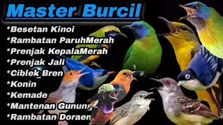 Download lagu SUPER PEDAS‼️TEMBAKAN BURCIL PALING DICARI KICAU MANIA.#masteranburung mp3 Download lagu SUPER PEDAS‼️TEMBAKAN BURCIL PALING DICARI KICAU MANIA.#masteranburung mp3