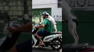 animales  el perro en el scooter