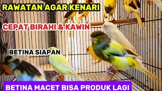 Download lagu How to care for canaries so they quickly become passionate and lay eggs / if the canary breeder i... mp3 Download lagu How to care for canaries so they quickly become passionate and lay eggs / if the canary breeder i... mp3