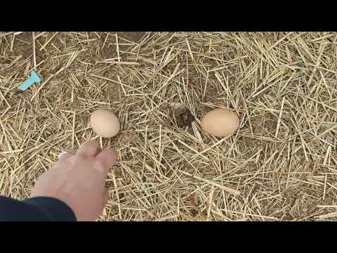 Why are the Chickens Laying There Eggs Under the Rabbit Hutch Instead of in the Nesting Box???