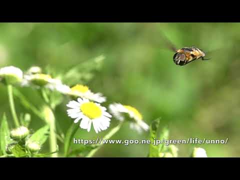 スキバツリアブの不思議な行動