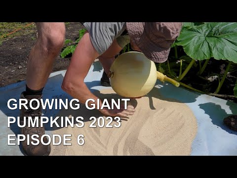 Growing Giant Pumpkins 2023 Episode 6 - Pumpkin Positioning