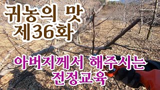 [귀농의 맛]아버지께서 아들에게 노하우전수 알짜배기 사과나무 전정교육