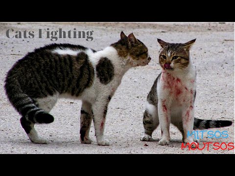 Angry Cat - Street Fighting Cats   | Mitsos Moutsos
