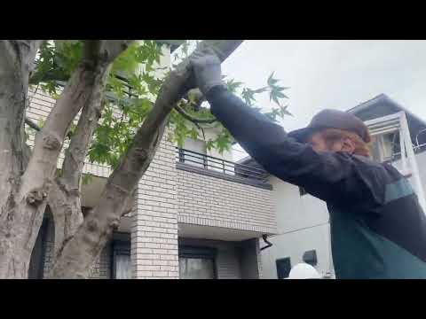érable-Japon-Seiryu-feuilles-vertes-oranges-automne