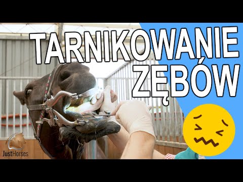 , title : 'Tarnikowanie zębów'