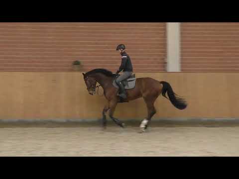 Hof Brüning - Heartpower v. Heartbeat - Contendro I, Wallach, geb. 2019