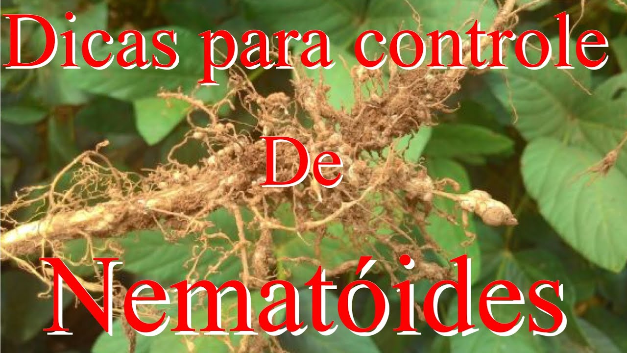 Como acabar com os  nematóides
