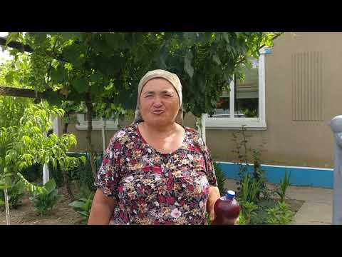 ILIE , NEA DUMITRU SI GHERGHINA VIN DE AGIGHIOL