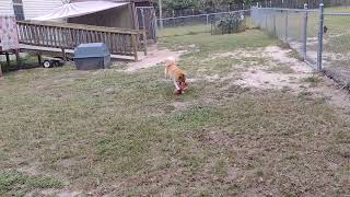 Video preview image #1 Shiba Inu Puppy For Sale in Camden, SC, USA