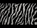 Seamless Soft Fluffy Zebra Tiger Stripe African Safari Wildlife Pattern Realistic Black White