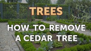 How to Remove a Cedar Tree