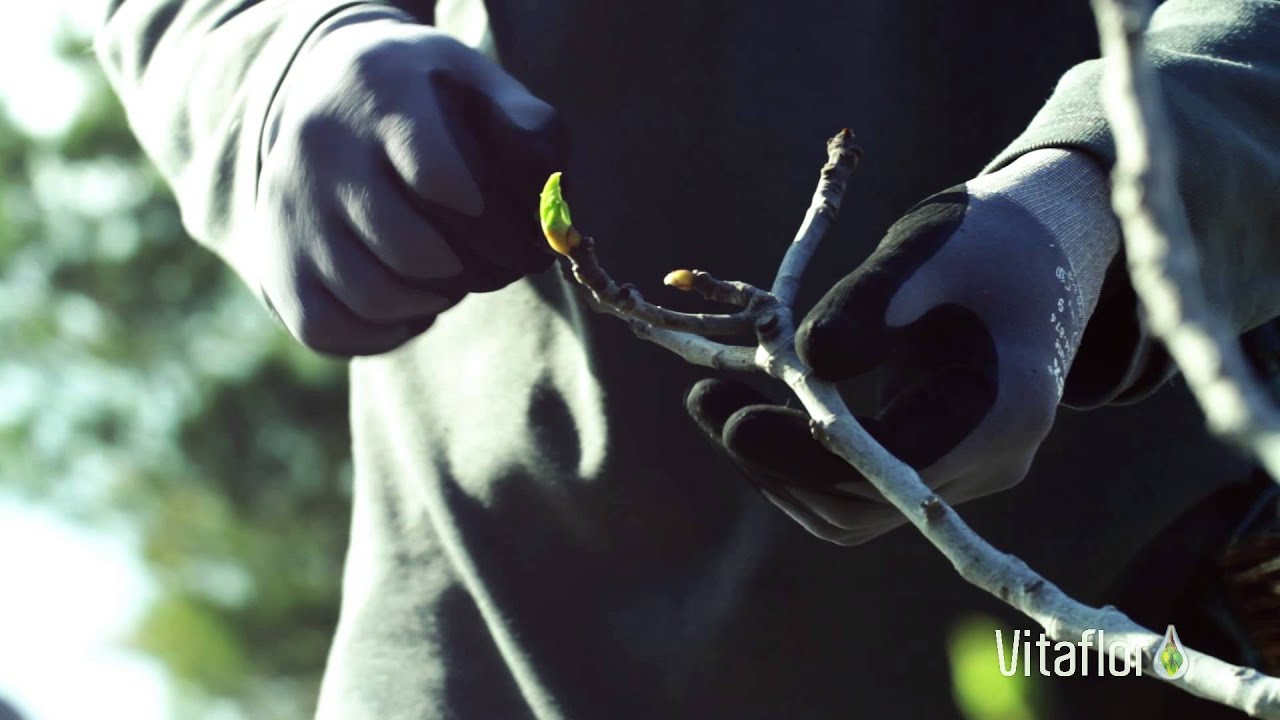 Vitaflor - Cueillette des bourgeons de figuier