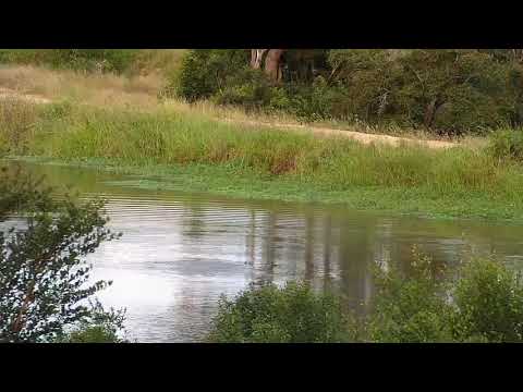 Djuma: Hippo playing with stick in the dam - 17:28 - 03/12/21