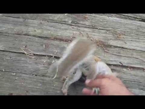 Magik Squirrel whispering - the Alpha Challenge