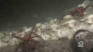 Weird Worms Eat Bones