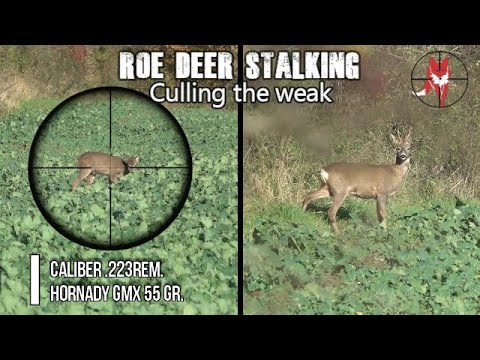 Stalking roe deer .223rem 55gr GMX - culling the weak.