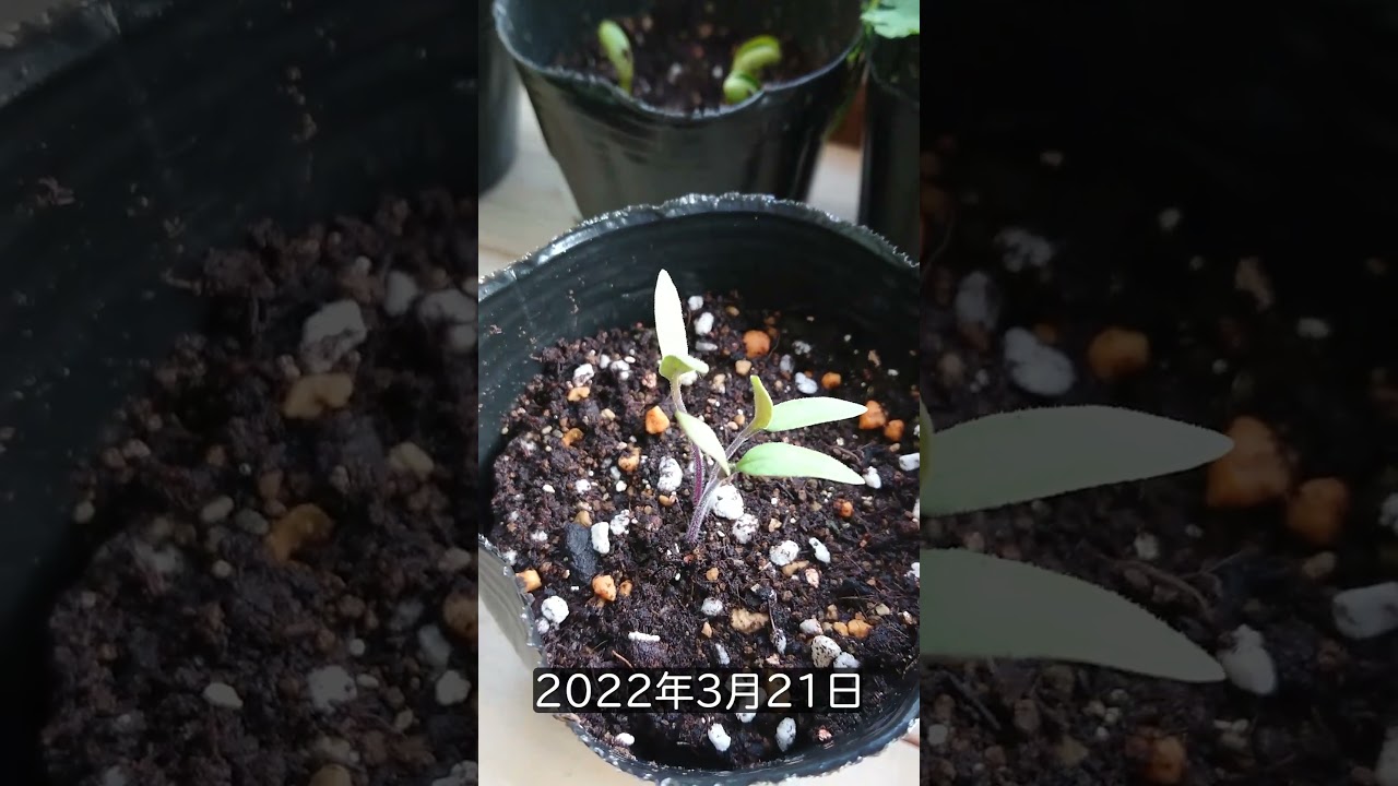 スーパーのトマトの種を絶対に食べない方がいい理由 #shorts