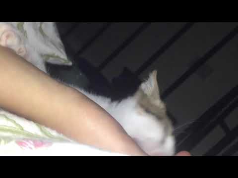 Yoongi the pussy cat